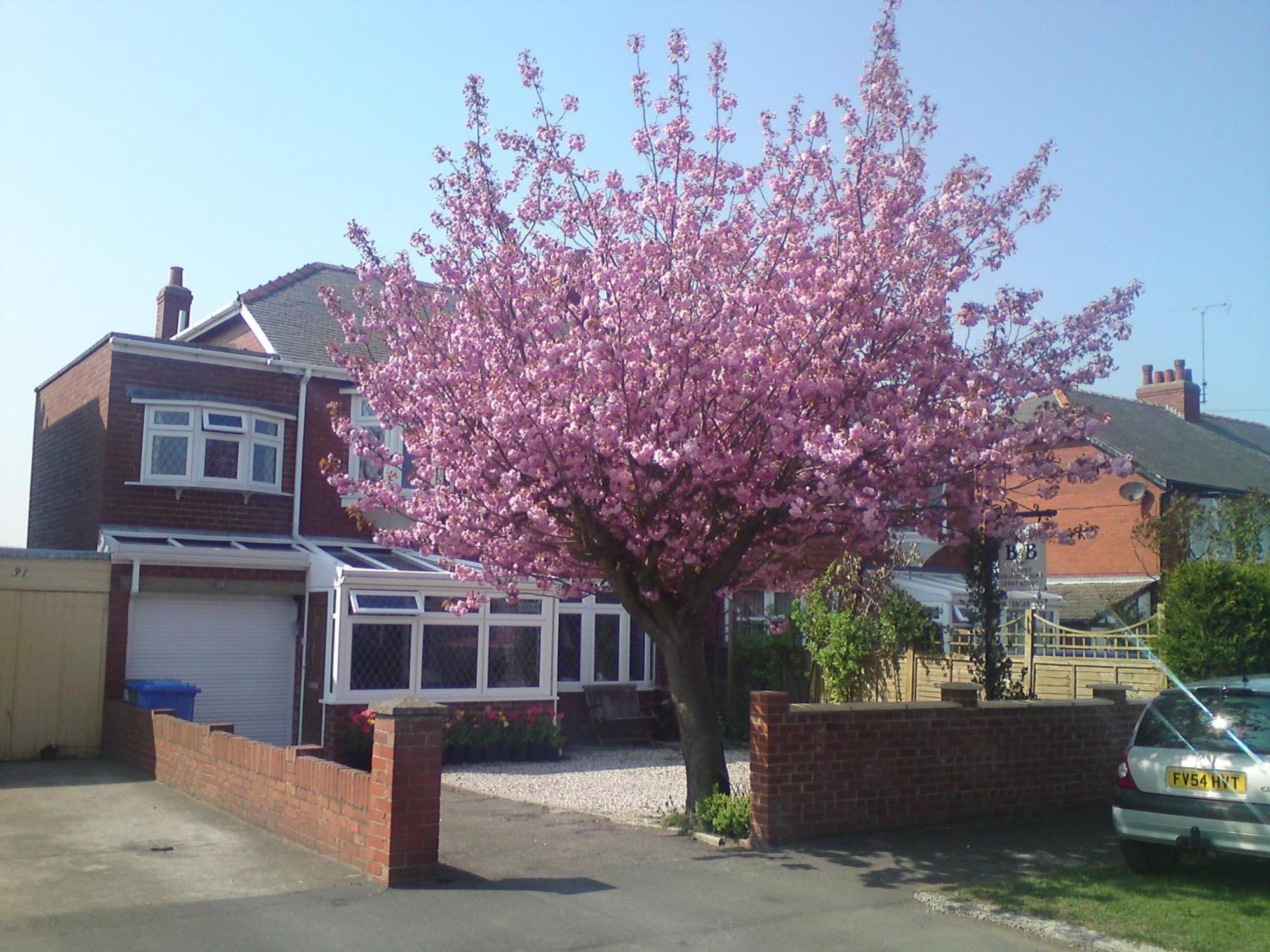 Cherry Blossom Guest House Whitby Kültér fotó